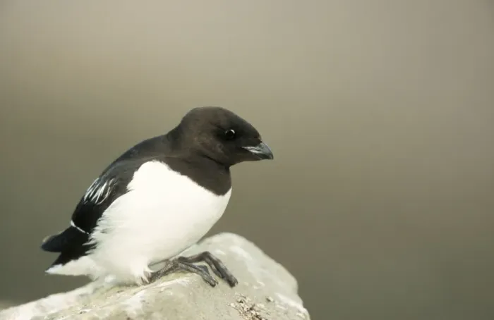 Framed Print : Little Auk - on rock Framed Print : Little Auk - on rock