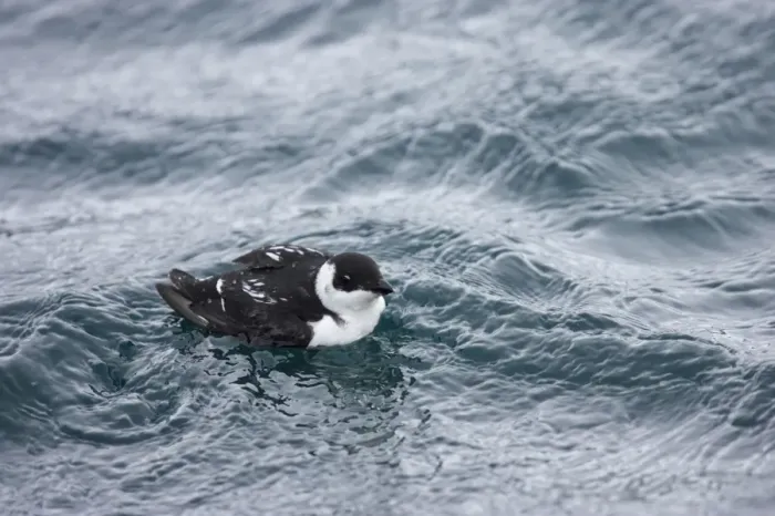Framed Print : Little Auk - At Sea in Winter Alle alle Varanger Fjord, Norway BI013775 Framed Print : Little Auk - At Sea in Winter Alle alle Varanger Fjord, Norway BI013775