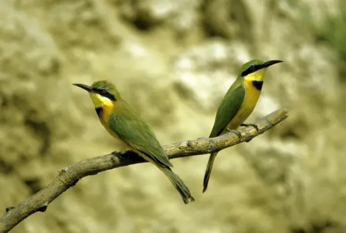 Framed Print : Little Bee-eater Framed Print : Little Bee-eater