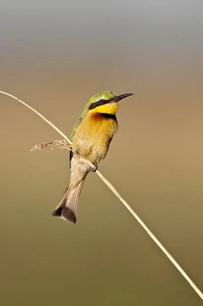 Little Bee-Eater - perched on thin reed - Okavango River - Botswana