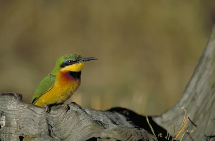 Framed Print : Little Bee-Eater. Single bird perched on deadwood Maasai mara. kenyaAfrica Framed Print : Little Bee-Eater. Single bird perched on deadwood Maasai mara. kenyaAfrica