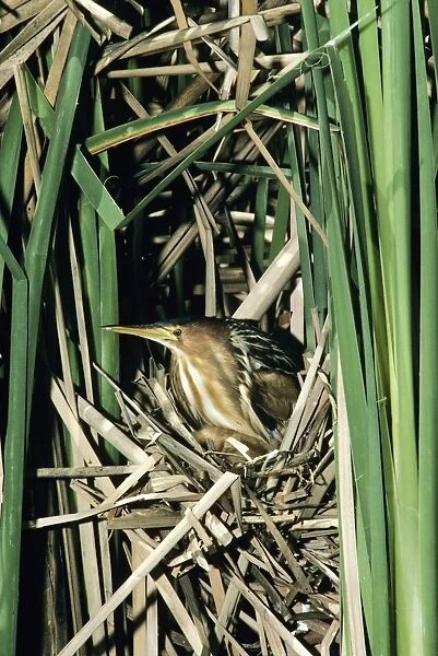 Little Bittern - female in reed nest  
