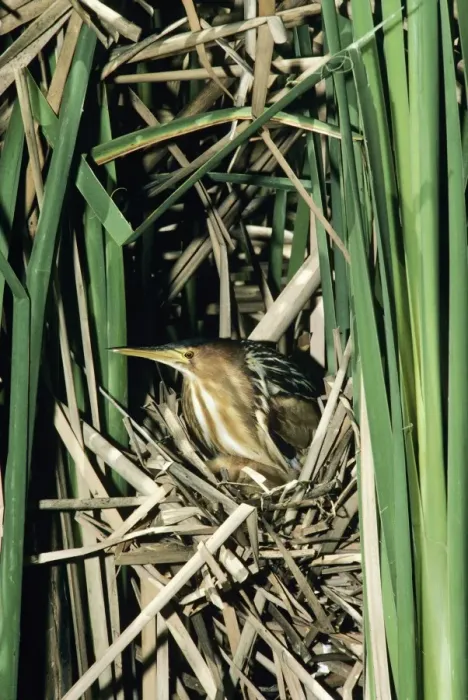 Framed Print : Little Bittern - female in reed nest Framed Print : Little Bittern - female in reed nest