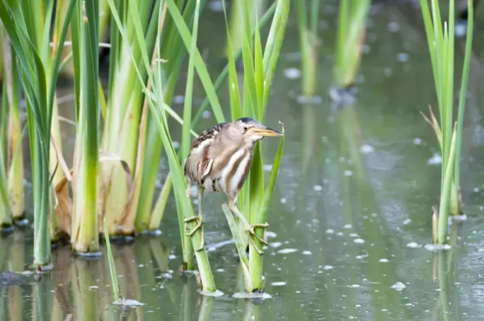 Framed Print : Little Bittern - female on reeds - Lesvos Framed Print : Little Bittern - female on reeds - Lesvos