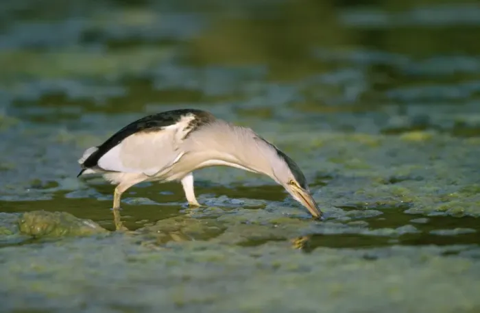Framed Print : Little Bittern - fishing for tadpoles - Lesbos - Greece