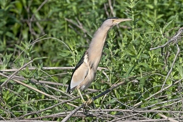 Little Bittern - male perched in bush - Lesvos