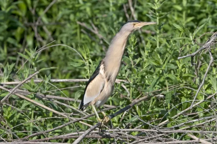 Framed Print : Little Bittern - male perched in bush - Lesvos Framed Print : Little Bittern - male perched in bush - Lesvos