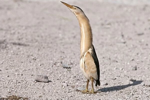 Little Bittern - male standing on road - necked stretched up - Lesvos