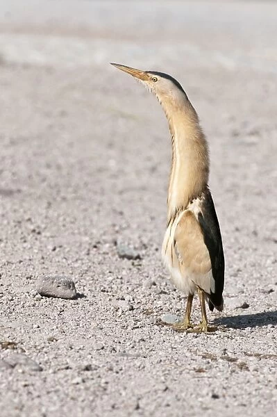 Little Bittern - male standing on road - necked stretched up - Lesvos