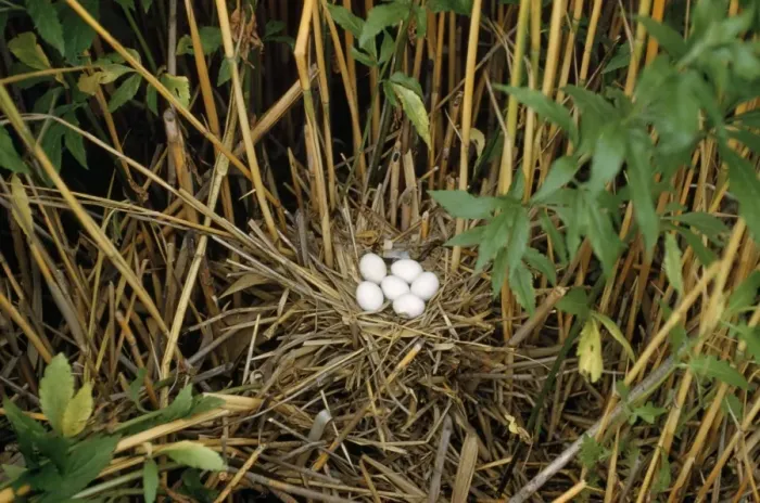 Framed Print : Little Bittern - nest with eggs - Hungary Framed Print : Little Bittern - nest with eggs - Hungary