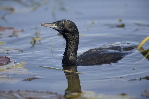 Little Black Cormorant - Found throughout much of Australia except the driest inland areas. Inhabits a diverse range of wet areas from shaded inland rivers to open lagoons and billabongs. Sometimes coastal