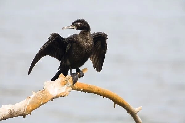 Little Black Cormorant - Drying wings - Cape Conran, southern Victoria, Australia