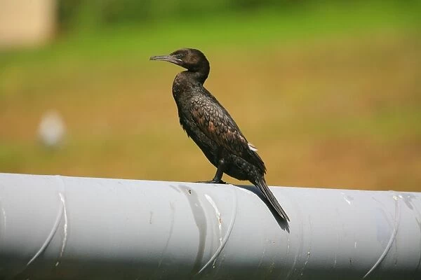 Little Black Cormorant This is a freshwater cormorant but sometimes seen along the coast. Perched on a pipe crossing the Opanuku Stream, Henderson, Auckland, New Zealand