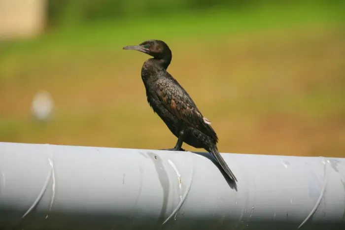 Framed Print : Little Black Cormorant This is a freshwater cormorant but sometimes seen along the coast. Perched on a pipe crossing the Opanuku Stream, Henderson, Auckland, New Zealand Framed Print : Little Black Cormorant This is a freshwater cormorant but sometimes seen along the coast. Perched on a pipe crossing the Opanuku Stream, Henderson, Auckland, New Zealand