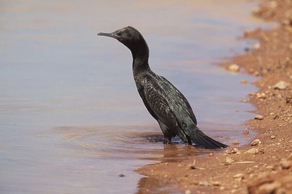 Little Black Cormorant At a stock dam just south of Kulgera, Northern Territory, Australia