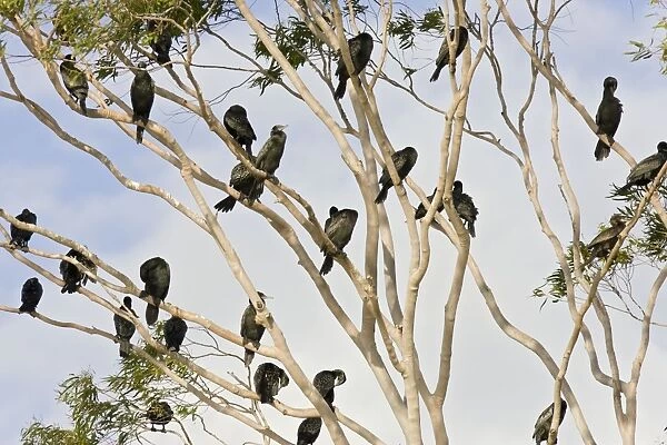 Little Black Cormorants Flocke of bird roosting in a gum tree. Queensland, Australia