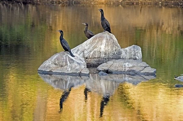Little Black Cormorants - resting in exposed rocks in river. Widespread, occurring in estuarine and inland aquatic habitats. Bells Rapids, Perth, Western Australia