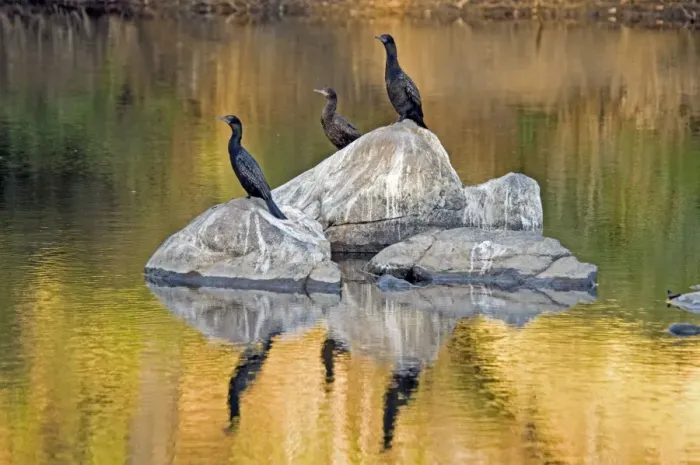 Framed Print : Little Black Cormorants - resting in exposed rocks in river. Widespread, occurring in estuarine and inland aquatic habitats. Bells Rapids, Perth, Western Australia Framed Print : Little Black Cormorants - resting in exposed rocks in river. Widespread, occurring in estuarine and inland aquatic habitats. Bells Rapids, Perth, Western Australia