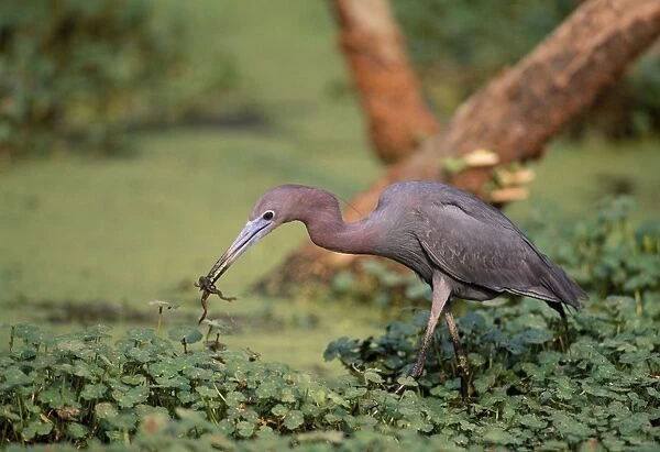 Little Blue Heron With caught frog. Louisiana