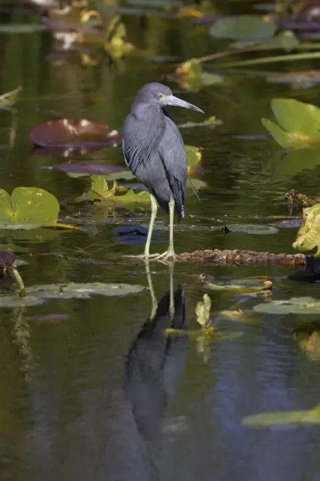 Framed Print : Little Blue Heron Everglades National Park, florida, USA BI000705 Framed Print : Little Blue Heron Everglades National Park, florida, USA BI000705