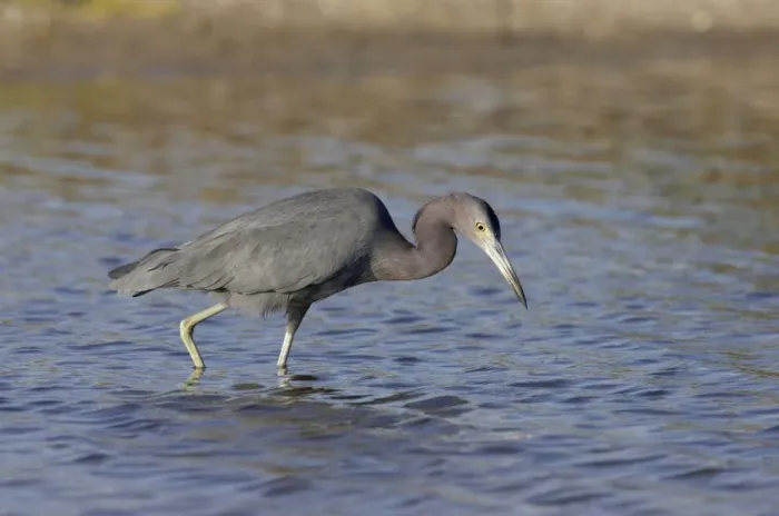 Framed Print : Little Blue Heron - fishing Marco Island, florida, USA BI000708 Framed Print : Little Blue Heron - fishing Marco Island, florida, USA BI000708