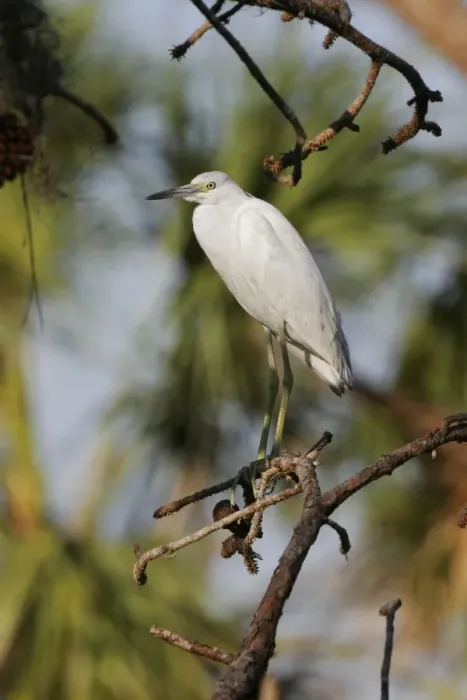 Framed Print : Little Blue Heron - immature Framed Print : Little Blue Heron - immature
