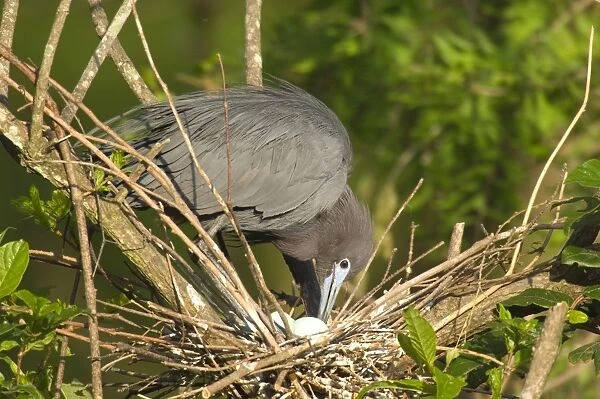 Little Blue Heron - At nest with eggs, Louisianna, North America Southeastern U. S. _TPL4734