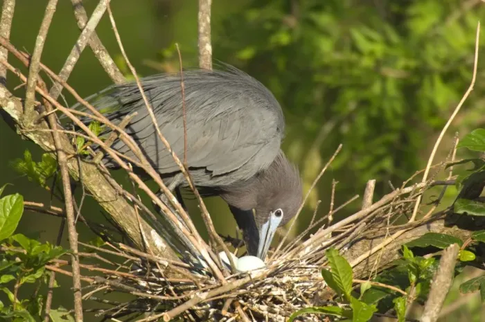 Framed Print : Little Blue Heron - At nest with eggs, Louisianna, North America Southeastern U. S. _TPL4734 Framed Print : Little Blue Heron - At nest with eggs, Louisianna, North America Southeastern U. S. _TPL4734