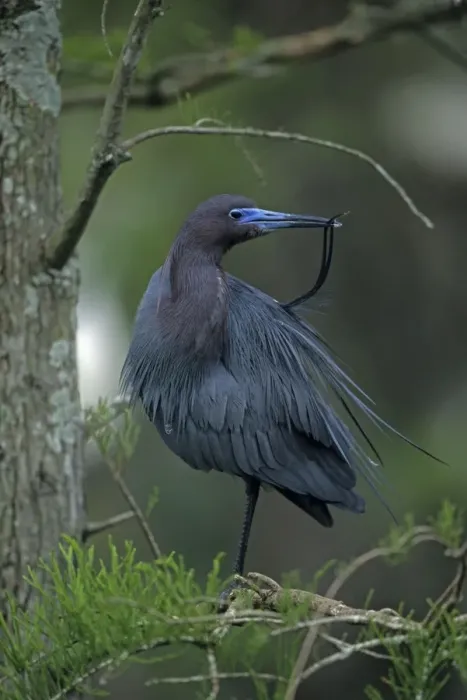 Framed Print : Little Blue Heron In tree - Louisiana, USA - Slate blue overall - In high breeding plumage head and neck become reddish-purple - Slow methodical feeders in freshwater ponds-lakes and marshes Framed Print : Little Blue Heron In tree - Louisiana, USA - Slate blue overall - In high breeding plumage head and neck become reddish-purple - Slow methodical feeders in freshwater ponds-lakes and marshes