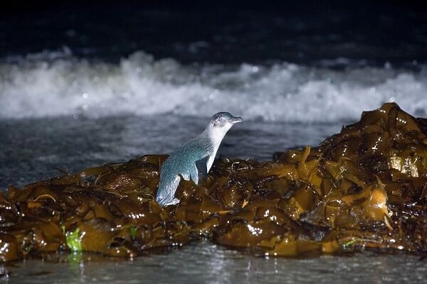 Little blue Penguin - adult penguin just coming ashore at night. To be able to go to the beach it first has to climb over heaps of kelp - Tasmania, Australia