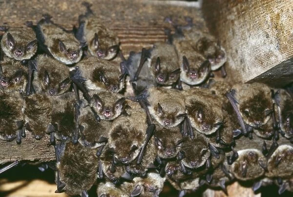 Little Brown Bats - colony of 2500