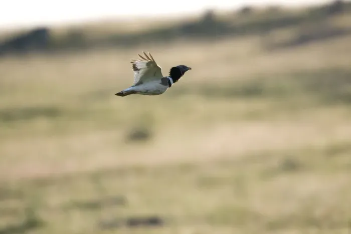 Framed Print : Little Bustard in flight, Extremadura Spain April Framed Print : Little Bustard in flight, Extremadura Spain April