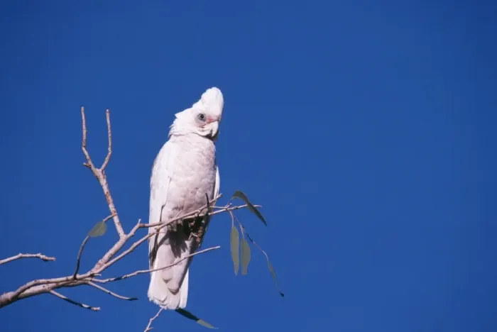 Framed Print : Little Corella Framed Print : Little Corella