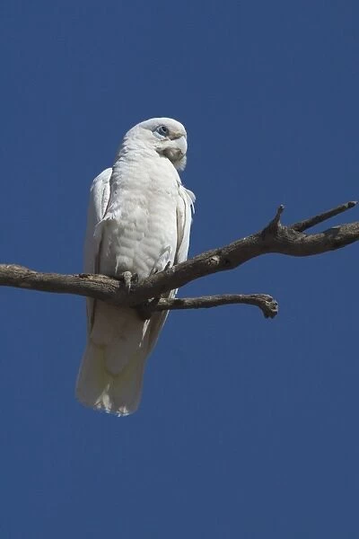 Little Corella Found throughout most of Australia in dry woodland, mulga and mallee. Also around inland farm bores and tree-lined watercourses. Kimberleys, Western Australia