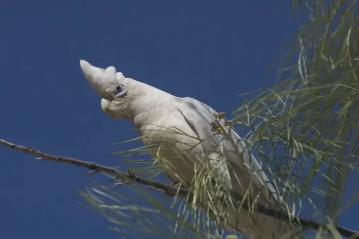 Framed Print : Little Corella Found throughout most of Australia in dry woodland, mulga and mallee. Also around inland farm bores and tree-lined watercourses. Kimberleys, Western Australia Framed Print : Little Corella Found throughout most of Australia in dry woodland, mulga and mallee. Also around inland farm bores and tree-lined watercourses. Kimberleys, Western Australia