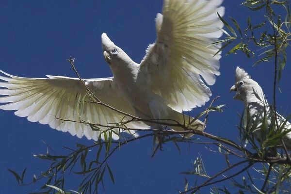 Little Corella Found throughout most of Australia in dry woodland, mulga and mallee. Also around inland farm bores and tree-lined watercourses. Kimberleys, Western Australia
