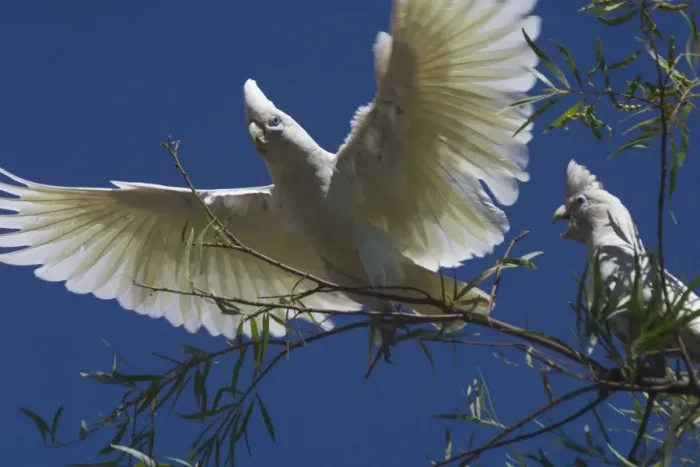 Framed Print : Little Corella Found throughout most of Australia in dry woodland, mulga and mallee. Also around inland farm bores and tree-lined watercourses. Kimberleys, Western Australia Framed Print : Little Corella Found throughout most of Australia in dry woodland, mulga and mallee. Also around inland farm bores and tree-lined watercourses. Kimberleys, Western Australia