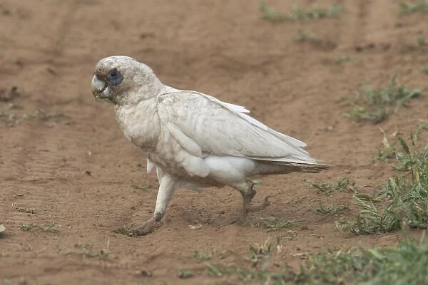 Little Corella - Dirty from ground feeding in the dusty ground