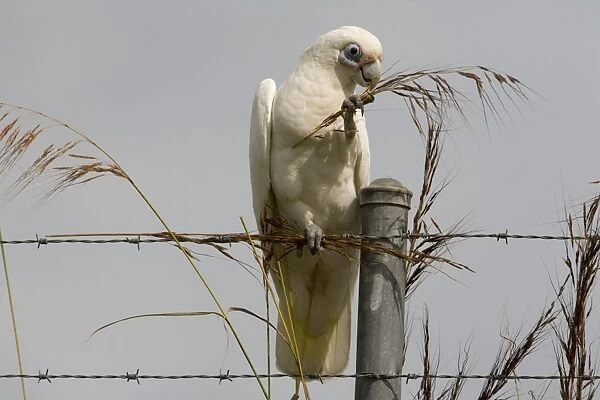 Little Corella eating grass seeds Inhabits open woodland, mallee, mulga and tree-lined waterways in much of Australia except for the great deserts of Western Australia. At Mt Barnett, Gibb River Road, Kimberley, Western Australia