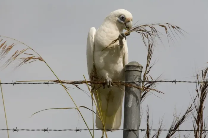 Framed Print : Little Corella eating grass seeds Inhabits open woodland, mallee, mulga and tree-lined waterways in much of Australia except for the great deserts of Western Australia. At Mt Barnett, Gibb River Road, Kimberley, Western Australia Framed Print : Little Corella eating grass seeds Inhabits open woodland, mallee, mulga and tree-lined waterways in much of Australia except for the great deserts of Western Australia. At Mt Barnett, Gibb River Road, Kimberley, Western Australia