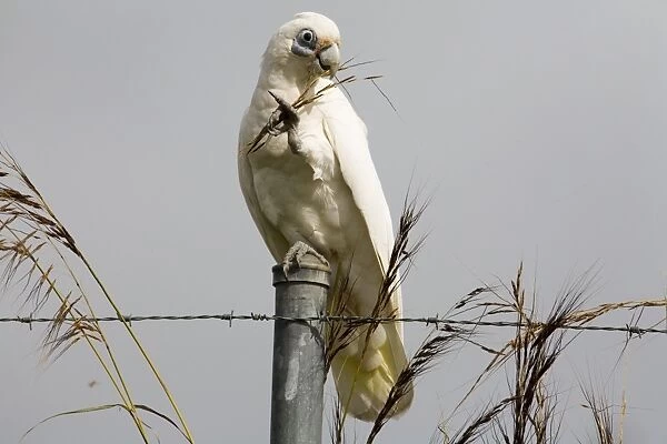 Little Corella eating a seed head Inhabits open woodland, mallee, mulga and tree-lined waterways in much of Australia except for the great deserts of Western Australia. At Mt Barnett, Gibb River Road, Kimberley, Western Australia