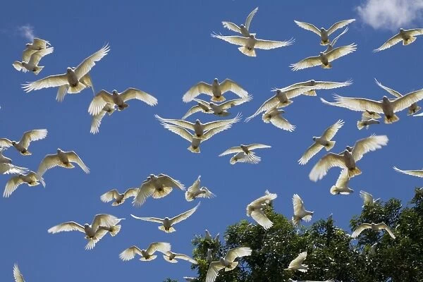 Little Corella flock Little Corellas sometimes travel in flocks of several hundred often near outback stations where their noise and depredations are annoying. This flock at Mt House Station, Gibb River Road, Kimberley, Western Australia