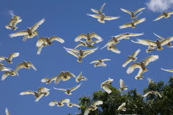 Framed Print : Little Corella flock Little Corellas sometimes travel in flocks of several hundred often near outback stations where their noise and depredations are annoying. This flock at Mt House Station, Gibb River Road, Kimberley, Western Australia Framed Print : Little Corella flock Little Corellas sometimes travel in flocks of several hundred often near outback stations where their noise and depredations are annoying. This flock at Mt House Station, Gibb River Road, Kimberley, Western Australia