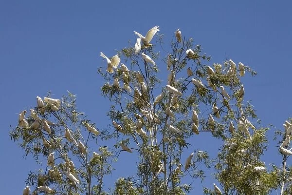 Little Corella flock in tree Little Corellas sometimes travel in flocks of several hundred often near outback stations where their noise and depredations are annoying