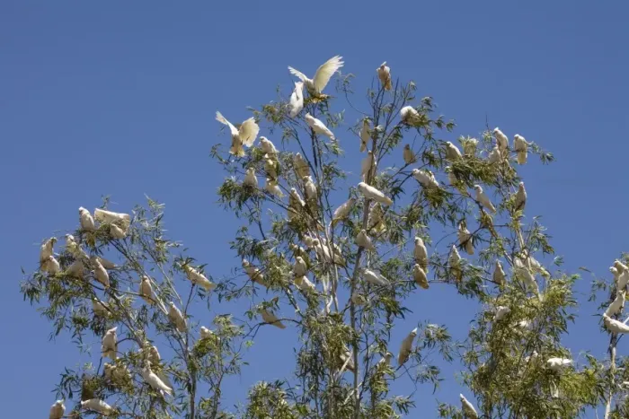 Framed Print : Little Corella flock in tree Little Corellas sometimes travel in flocks of several hundred often near outback stations where their noise and depredations are annoying Framed Print : Little Corella flock in tree Little Corellas sometimes travel in flocks of several hundred often near outback stations where their noise and depredations are annoying