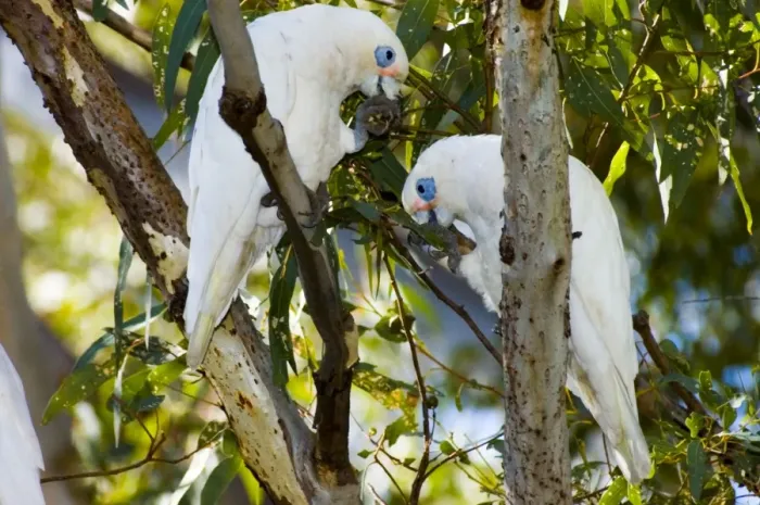 Framed Print : Little Corella. Inhabit tree-lined watercourses and adjacent plains. Flocks feed on ground and congregate in trees to strip leaves and roost. Abundant and widespread. Swan River, Perth, W. Australia Framed Print : Little Corella. Inhabit tree-lined watercourses and adjacent plains. Flocks feed on ground and congregate in trees to strip leaves and roost. Abundant and widespread. Swan River, Perth, W. Australia