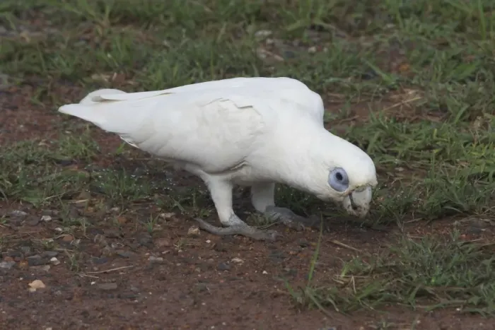Framed Print : Little Corella - at roadside. Sometimes in noisy flocks of thousands Near Palmerston, Northern Territory, Australia. Found in the eastern interior of Australia with races to the north and west Framed Print : Little Corella - at roadside. Sometimes in noisy flocks of thousands Near Palmerston, Northern Territory, Australia. Found in the eastern interior of Australia with races to the north and west