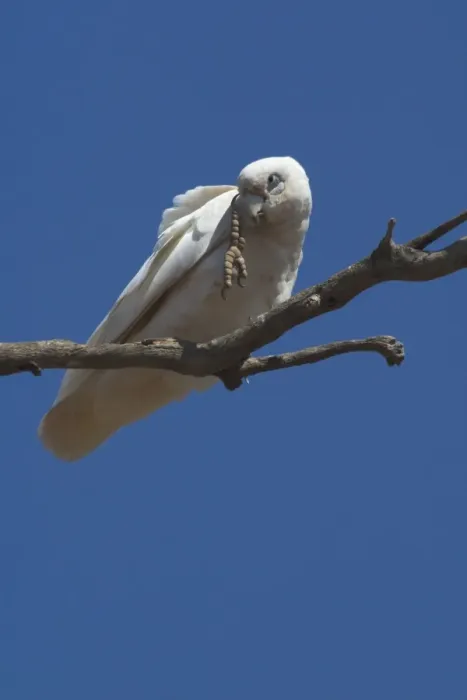 Framed Print : Little Corella - scratching head. Found throughout most of Australia in dry woodland, mulga and mallee. Also around inland farm bores and tree-lined watercourses. Kimberleys, Western Australia Framed Print : Little Corella - scratching head. Found throughout most of Australia in dry woodland, mulga and mallee. Also around inland farm bores and tree-lined watercourses. Kimberleys, Western Australia