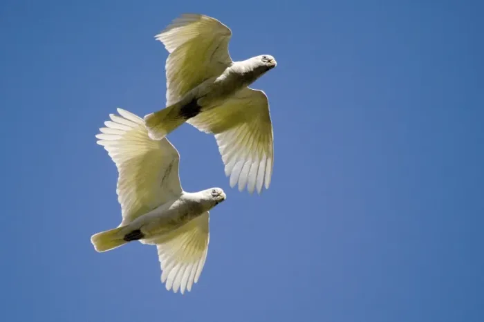 Framed Print : Little Corellas flying up Adcock Gorge These birds with dirty underparts because they have been feeding on ground that has been recently burnt. Common, widespread and noisy over much of Australia Framed Print : Little Corellas flying up Adcock Gorge These birds with dirty underparts because they have been feeding on ground that has been recently burnt. Common, widespread and noisy over much of Australia
