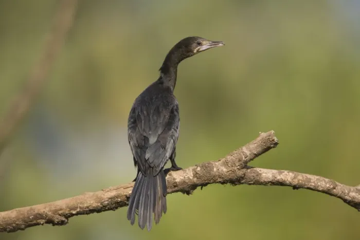Framed Print : Little Cormorant - on branch Framed Print : Little Cormorant - on branch